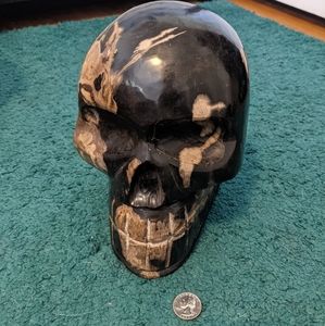 Huge Petrified Wood Skull decoration